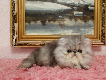 Персидский котенок , девочка