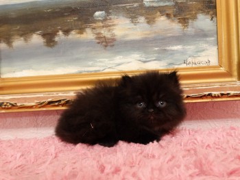 Черный персидский котенок мальчик