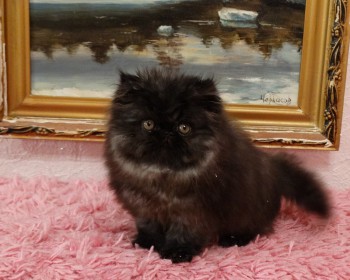 Персидский котенок окрас черный - девочка