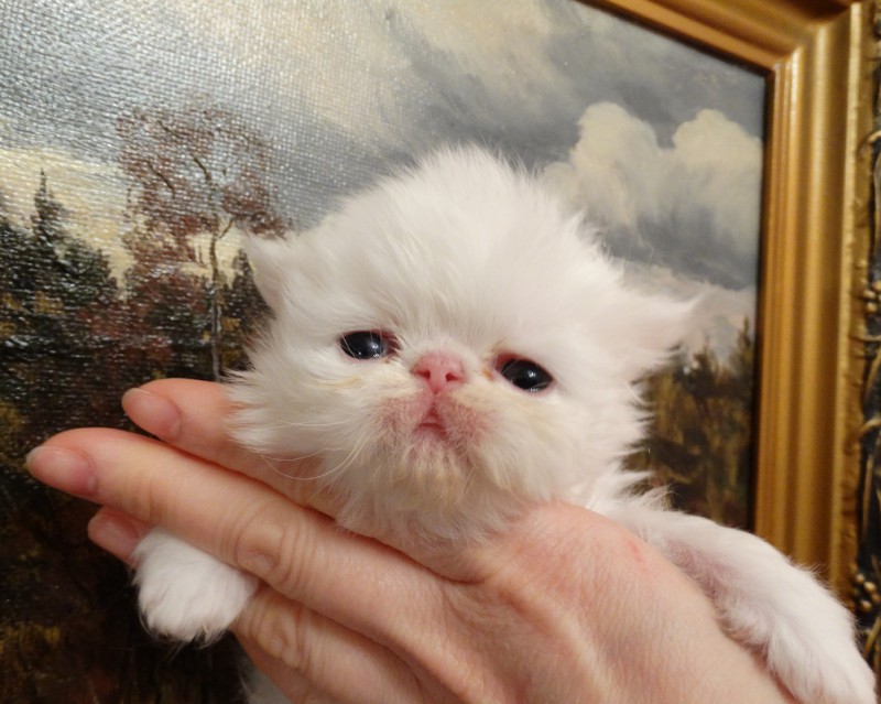 Белый с желтыми глазами персидский котенок - девочка шоу-класс, возраст 2  года -Персидские котята