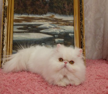 Белый с желтыми глазами персидский котенок - девочка шоу-класс, возраст 2 года