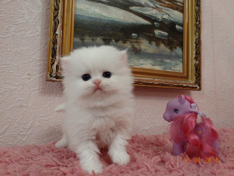 белый персидский котенок