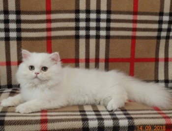 Белый персидский котенок - мальчик