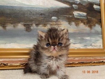 Персидский котенок девочка ШОУ-КЛАСС, родилась 25 мая 2018г.