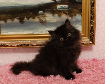Черный персидский котенок - мальчик 