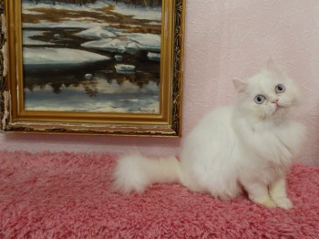 Белый голубоглазый персидский котенок на продажу (девочка)