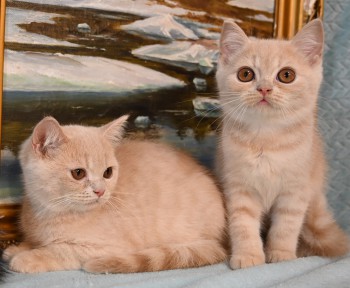 Кремовые британские короткошерстные котята - мальчики 3 месяца