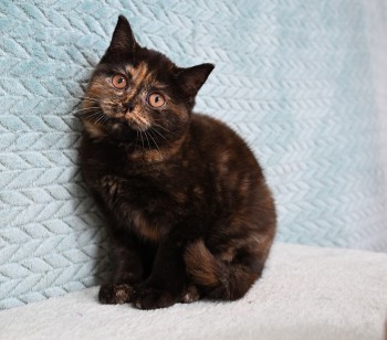 Черепаховая черно-красная девочка, британский короткошерстный котенок в ПРОДАЖЕ,возраст 3 месяца