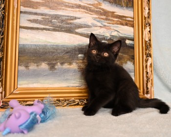 Черные британские короткошерстные котята, девочка и мальчик, 2 месяца, в продаже