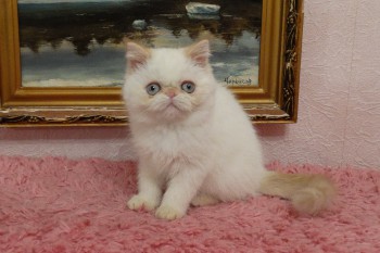 Экзотический короткошерстный котенок - девочка окрас колор-пойнт