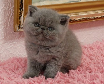 Экзотический короткошерстный котенок  голубого окраса (мальчик)