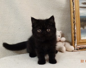 Черный экзотический короткошерстный котенок мальчик