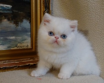 Белый экзотический короткошерстный котенок с голубыми глазами